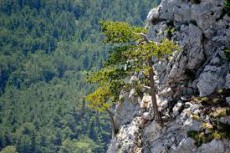 /user_images/15/thumb_felemelo_ausztria_04.jpg